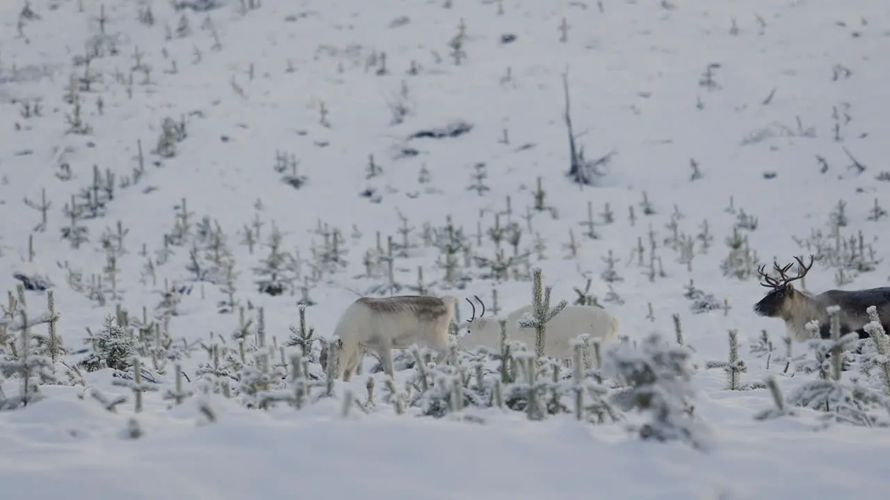 herd of white and brown reindeers in a snow covered field in the arctic region during winter