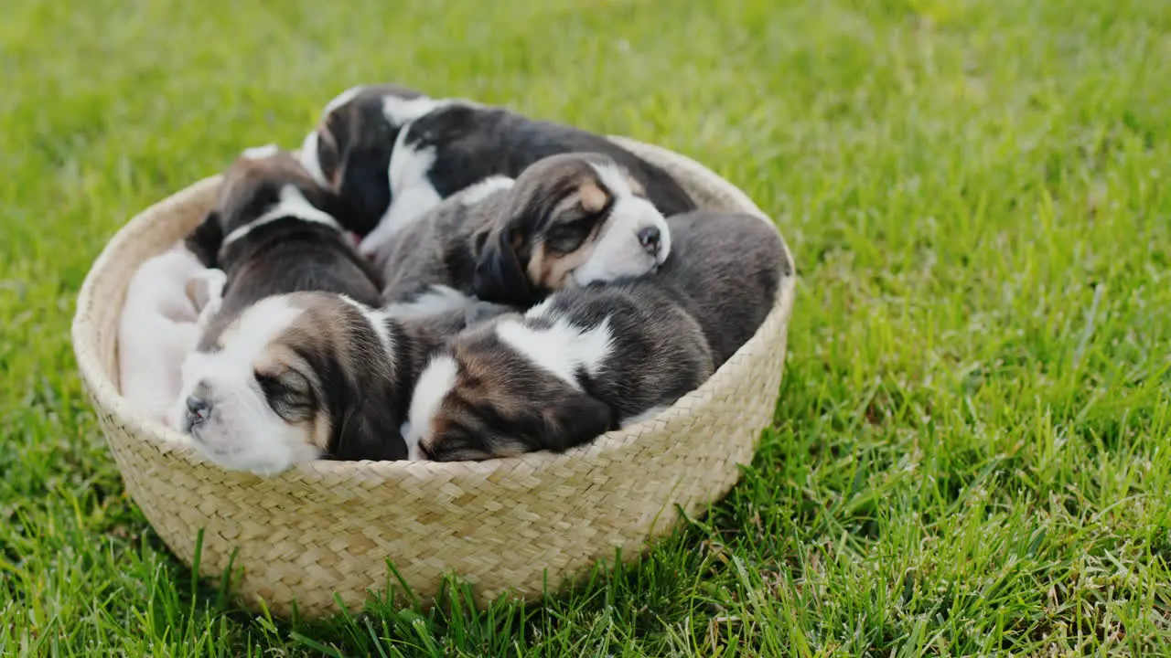 Cute small beagle puppies dozing in a basket that stands on the green grass 4k video