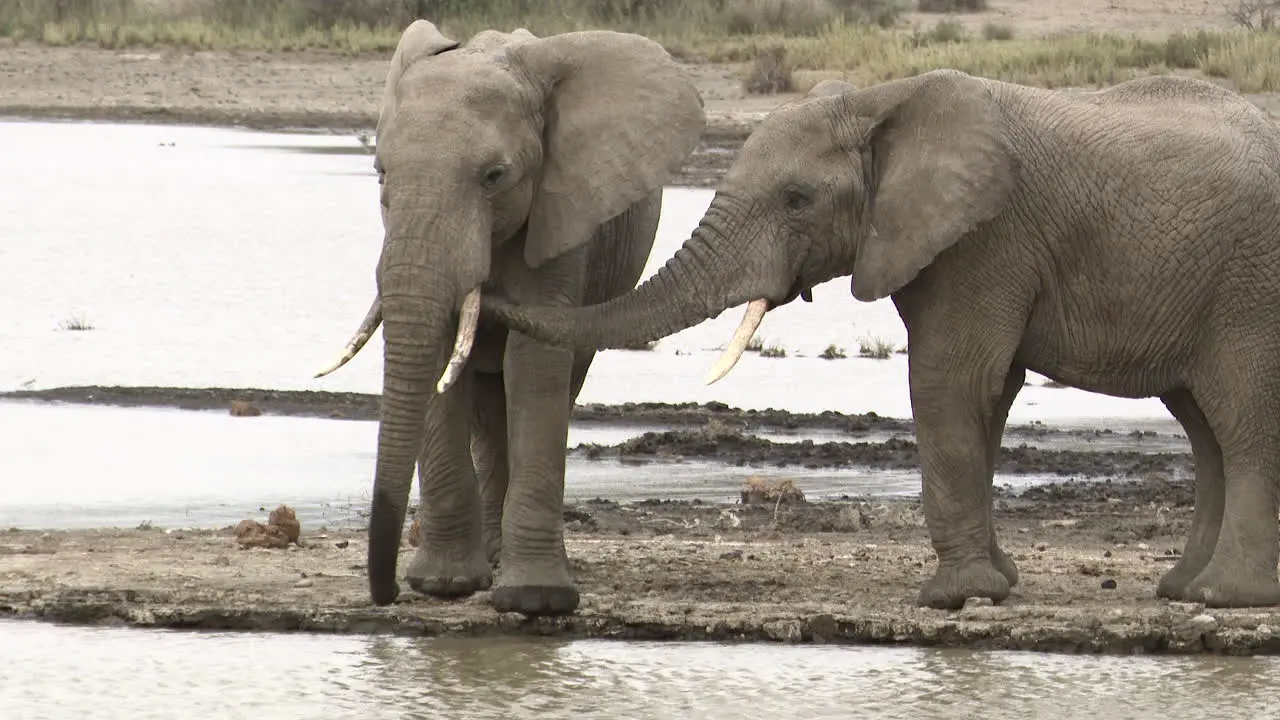 African elephant bulls one showing affection to the other with his trunk