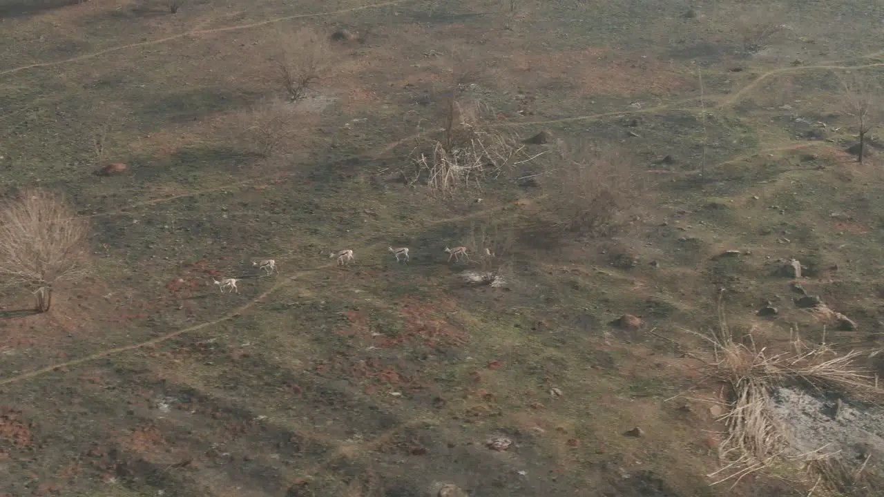 Drone aerial Small Springbok antelope herd walking in burnt veld in the wild