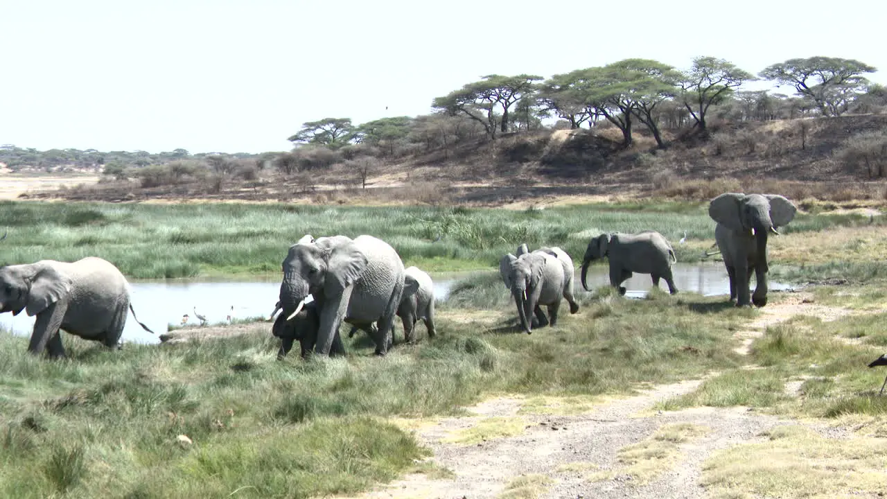 African elephant  family arriving at marsh Ndutu Tanzania