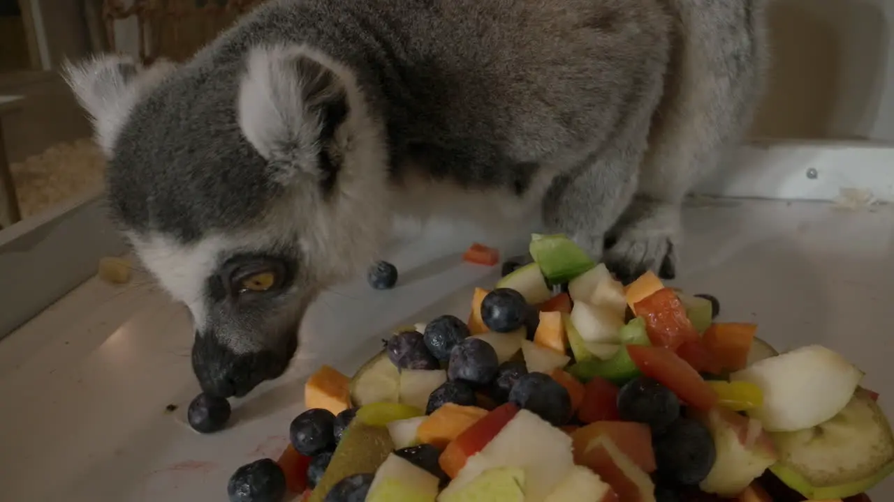 A lemur eating food close up macro in a zoo amazing cute animal