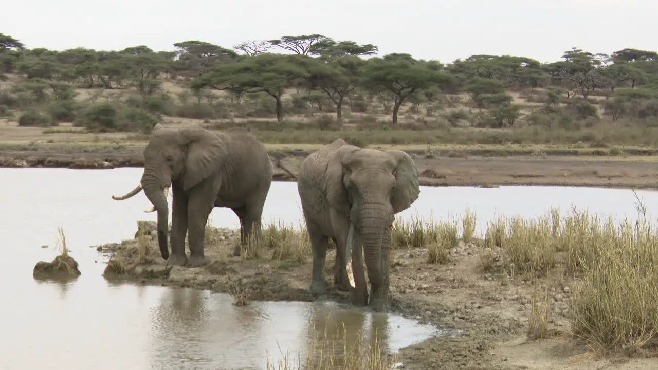 African elephant  bulls throwing mud