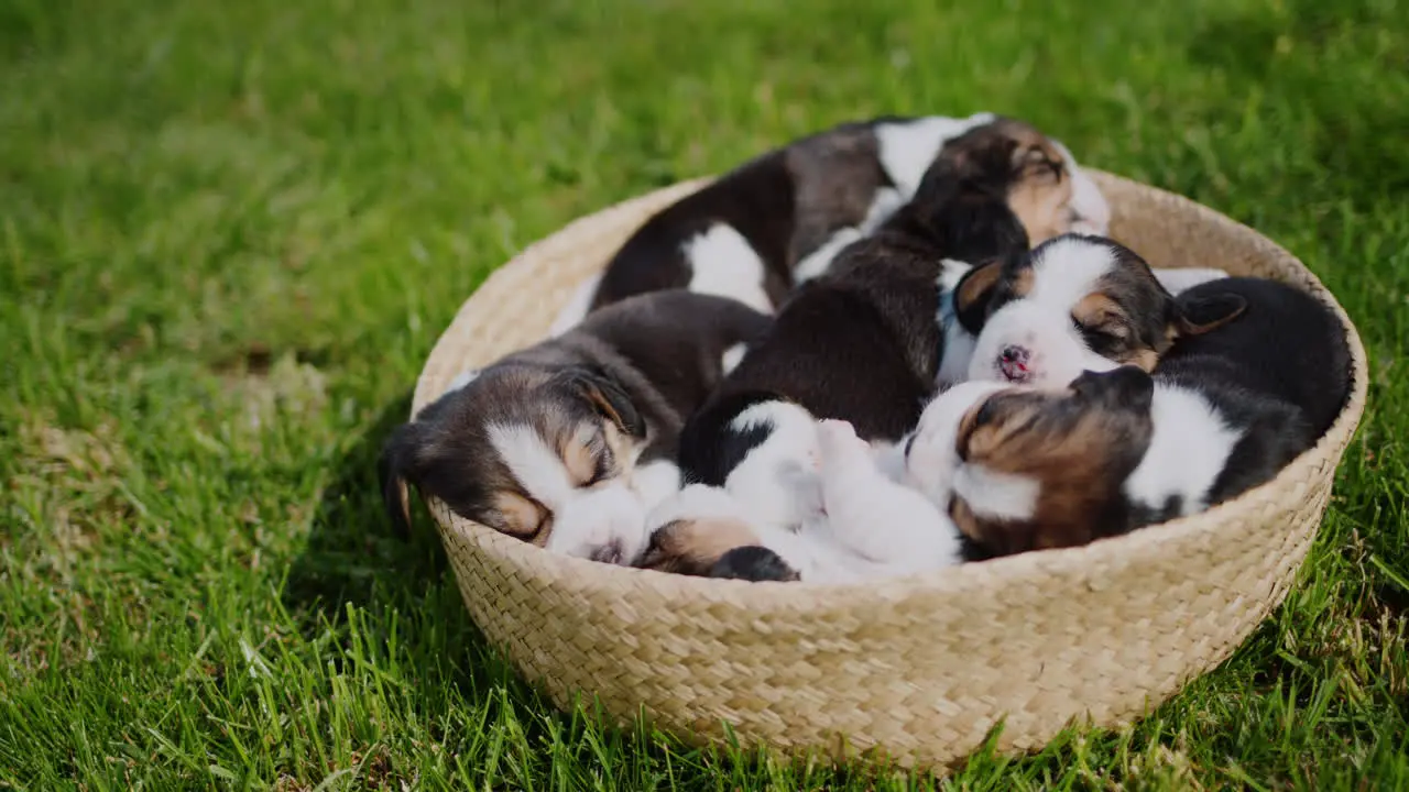 Cute small beagle puppies dozing in a basket that stands on the green grass