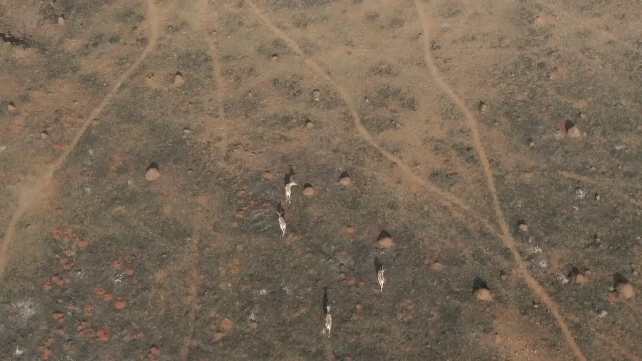 Drone aerial Springbok Antelopes walking on burnt veld in the wild