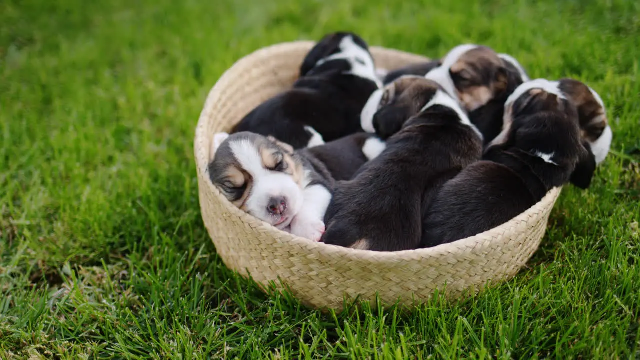 Some small beagle puppies dozing in a basket that stands on the green grass