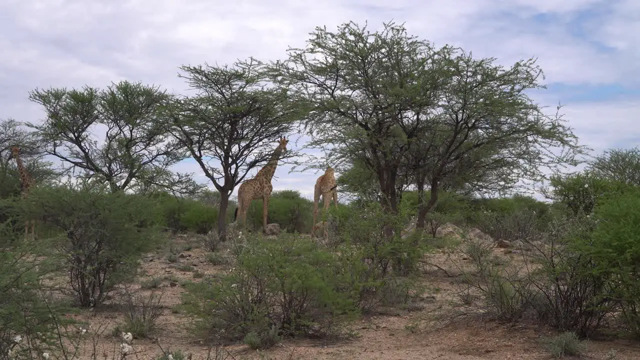 Giraffes standing and walking at trees on a game farm in Namibia Africa on an overcast day