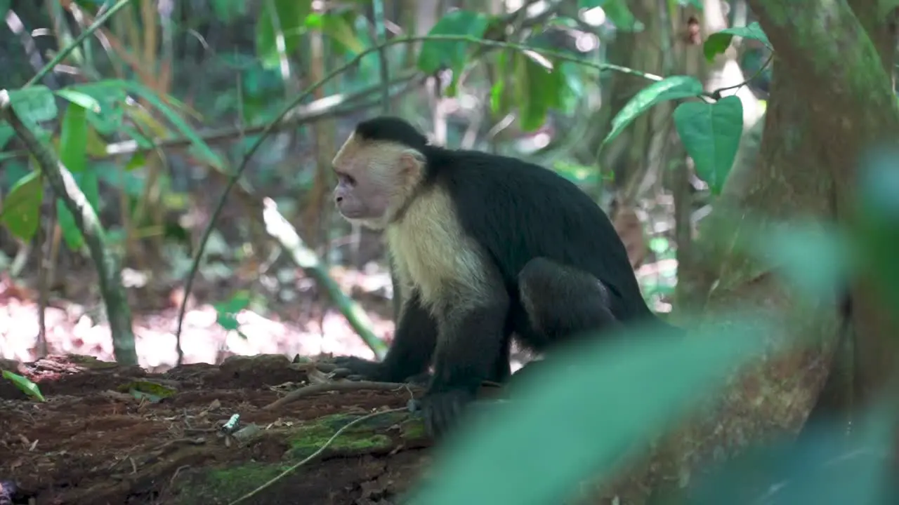 Capuchin Monkey sitting on branch in tropical forest looking around