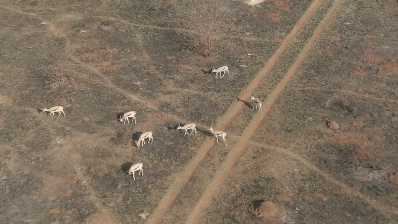 Drone aerial Springbok antelope herd searching for grass on a burnt veld in the wild