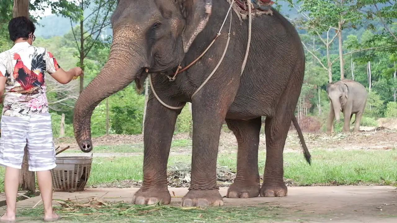 Asian male tourist feeds Asian elephant at elephant camp