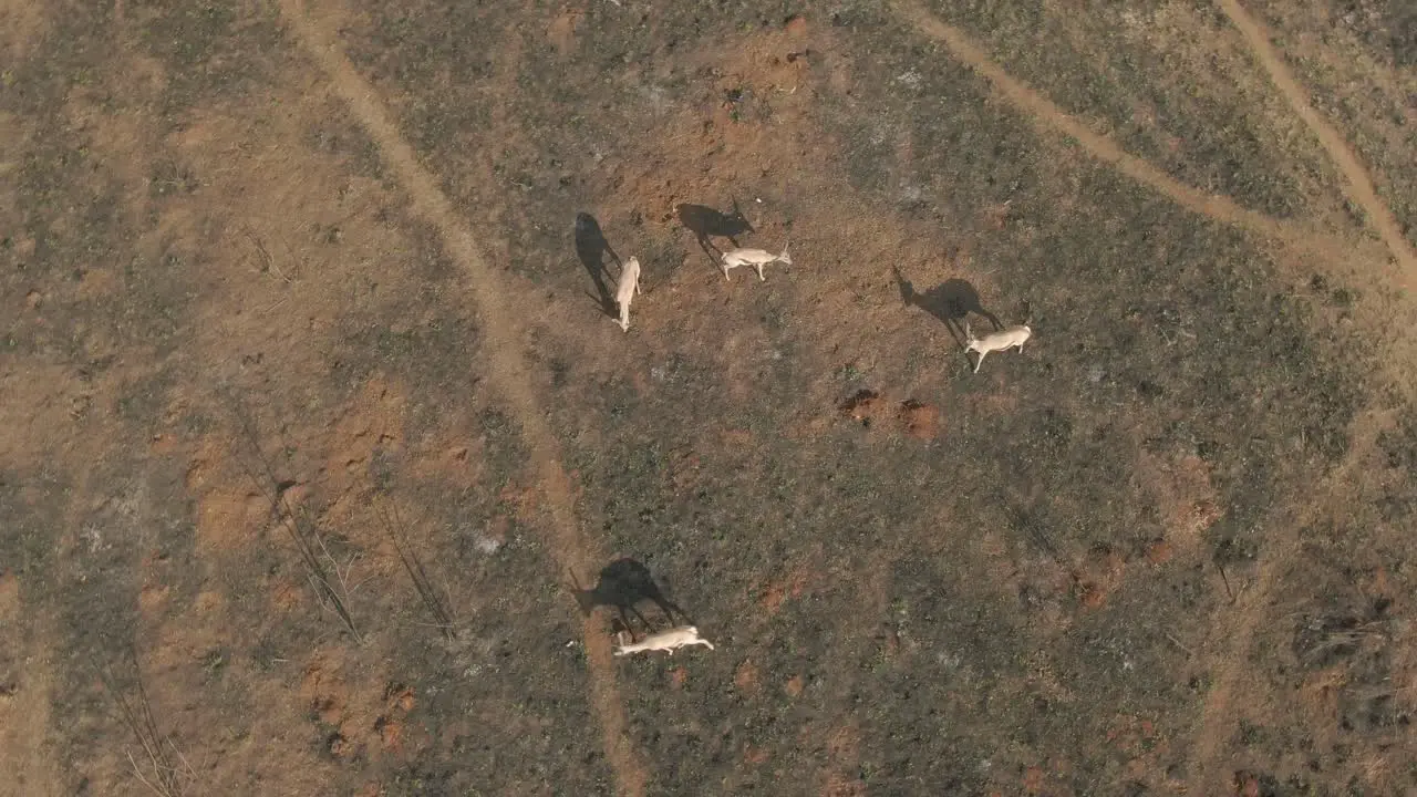 Drone aerial Springboks searching for green grass on burnt gazing veld