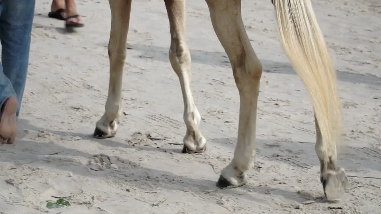 Slow motion of a beautiful horse walking with its owner along a white sand beach as a tourist attraction