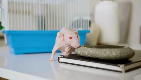 Hairless rat at home