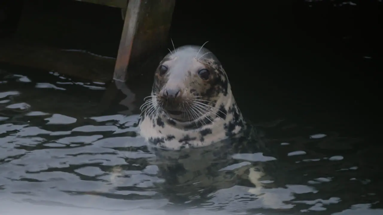 Watch as a common seal breathes through its nose shakes its whiskers and closes its eyes at Skansen open-air museum in Stockholm Sweden