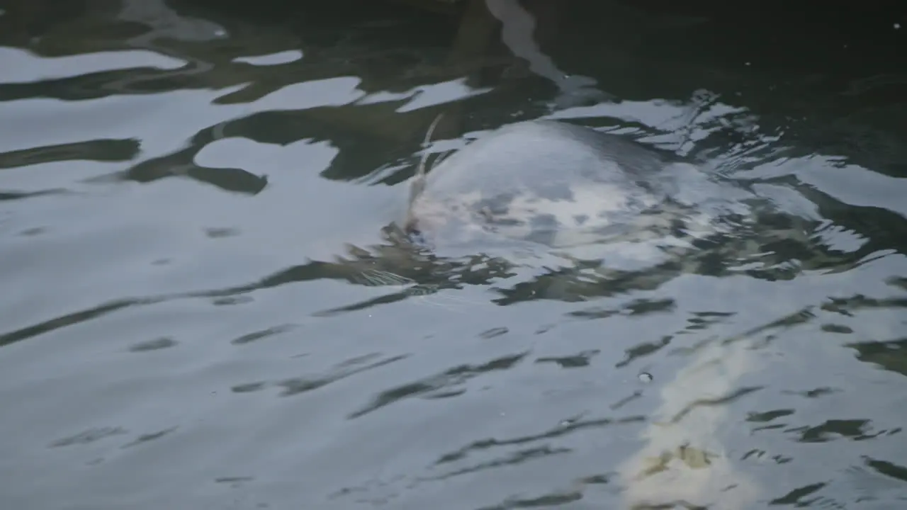 Check out this stunning video of a common seal submerging its head into the glistening water at the Skansen open-air museum in Stockholm Sweden