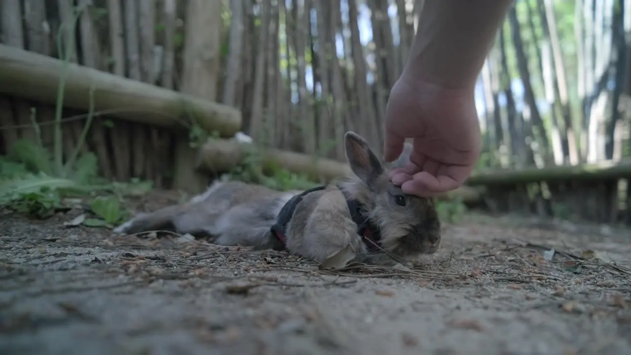 Lying rabbit on the ground is being petted