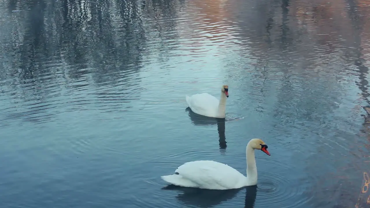 Swimming birds on river Swan cleaning feather White swans swimming in lake