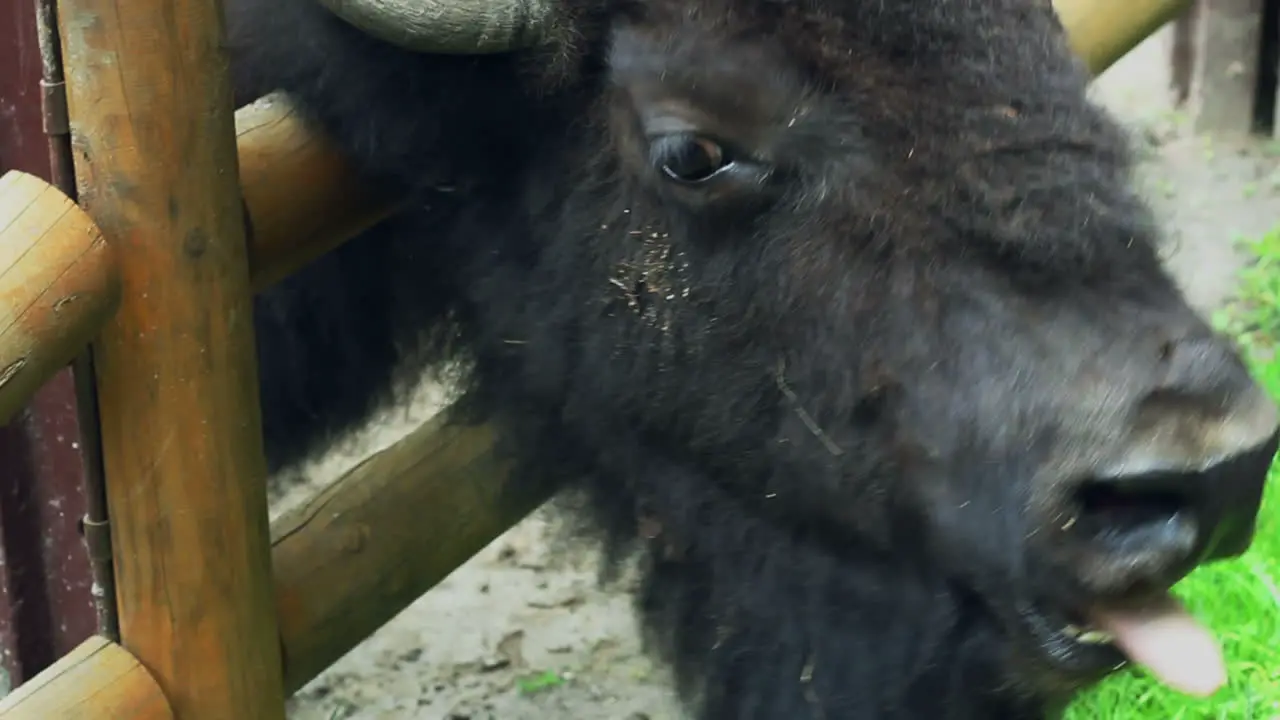 Bison head Closeup of bison head behind fences in zoo Animal head