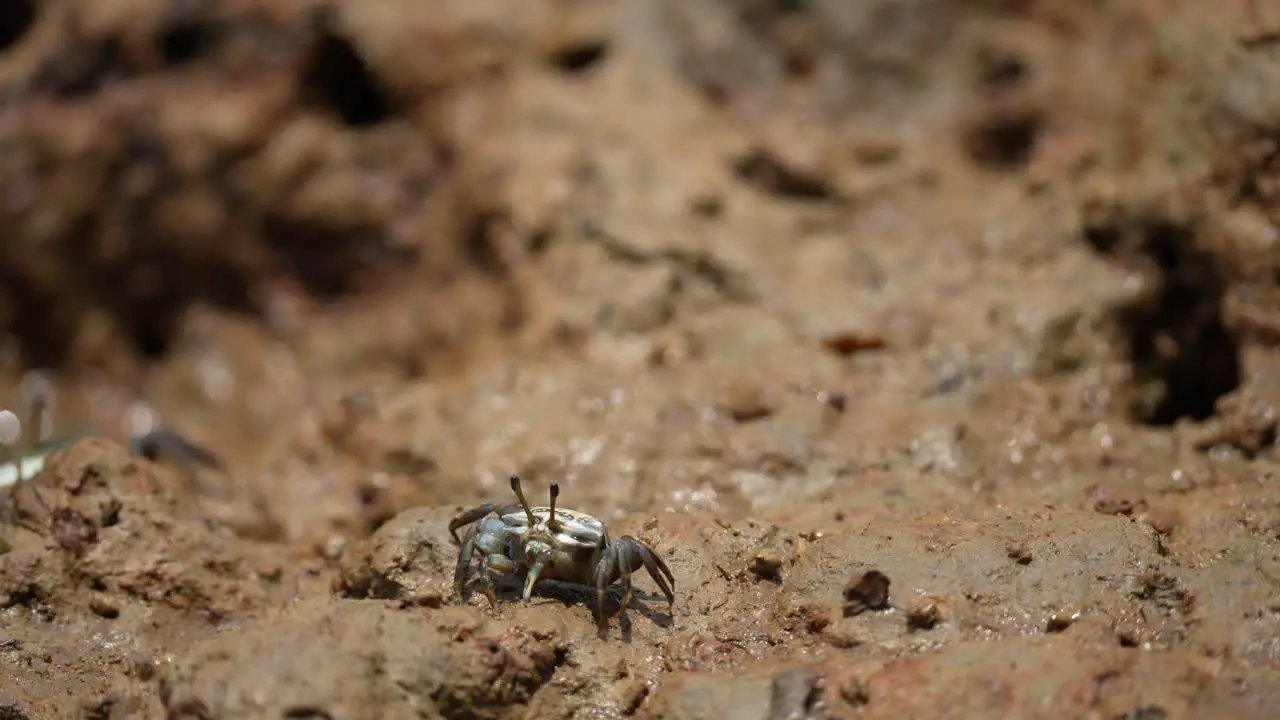 colorful crabs are looking for food in the sand holes on the river bank