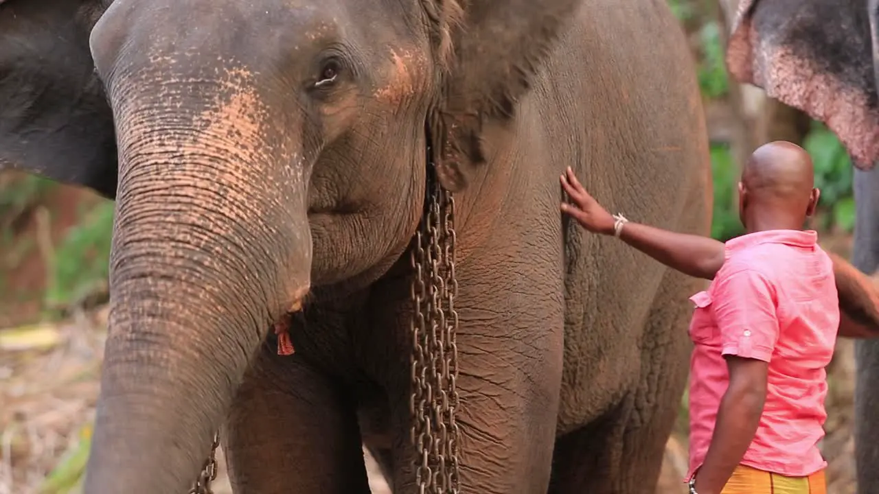 elephant with chain around neck beside his caregiver at Pinnawala Elephant Orphanage in Kegalle