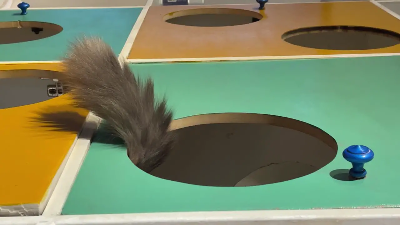 Funny cat tail with mysterious airs in a colorful environment slow motion pet concept