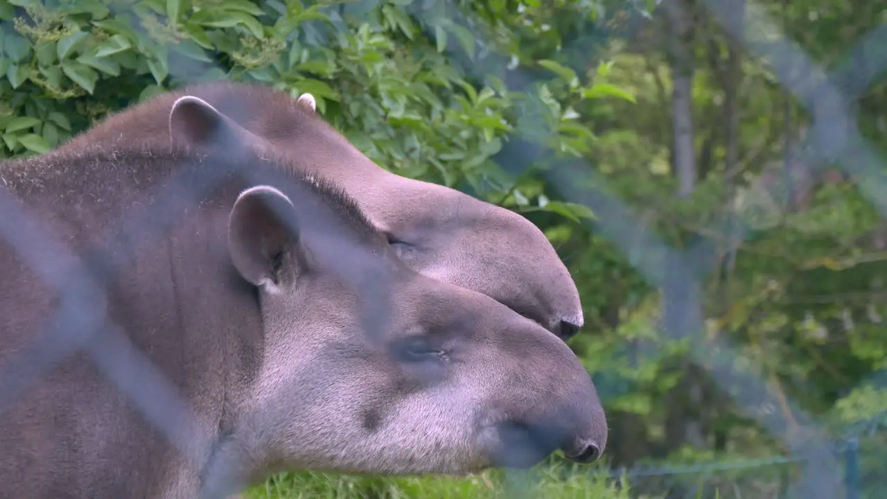 Two Brazilian Tapirs captive in Ireland’s Dublin Zoo