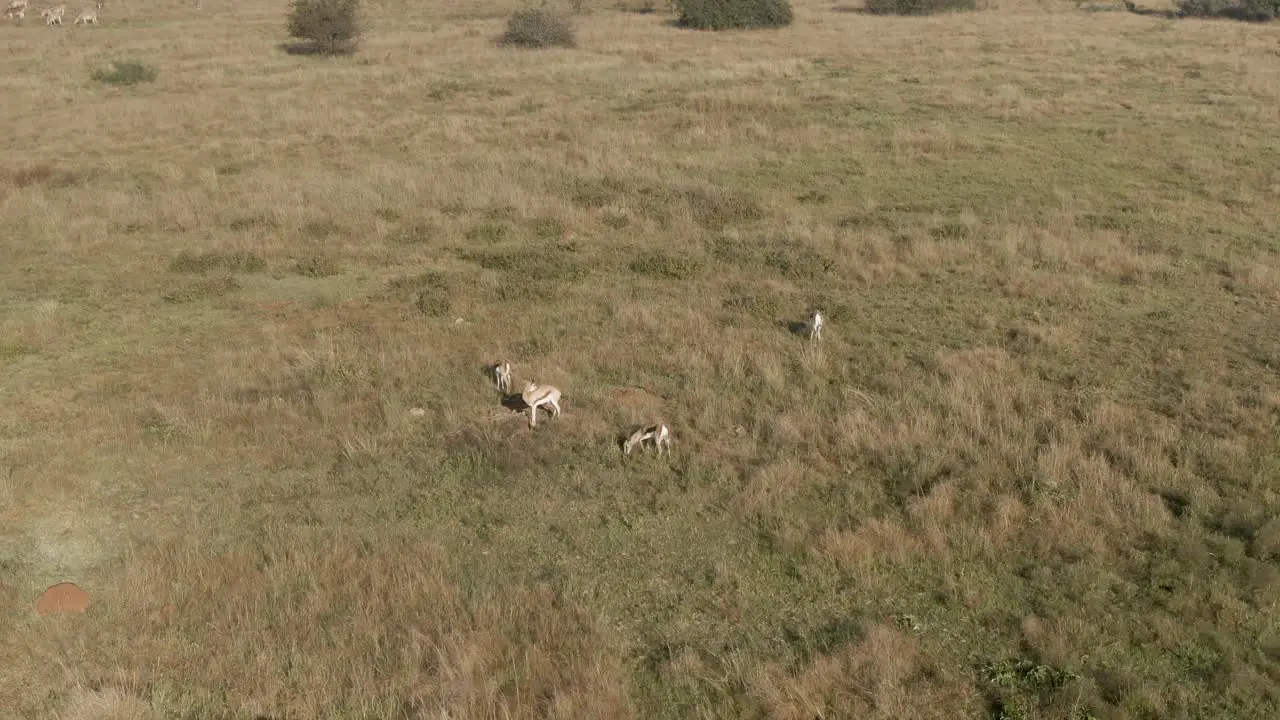 Drone aerial of four Springbok antelopes in the wild on an early morning