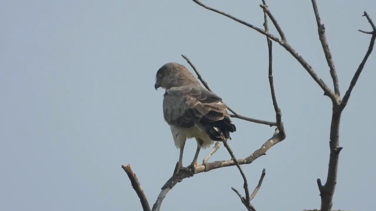 Eagle relaxing on tree 