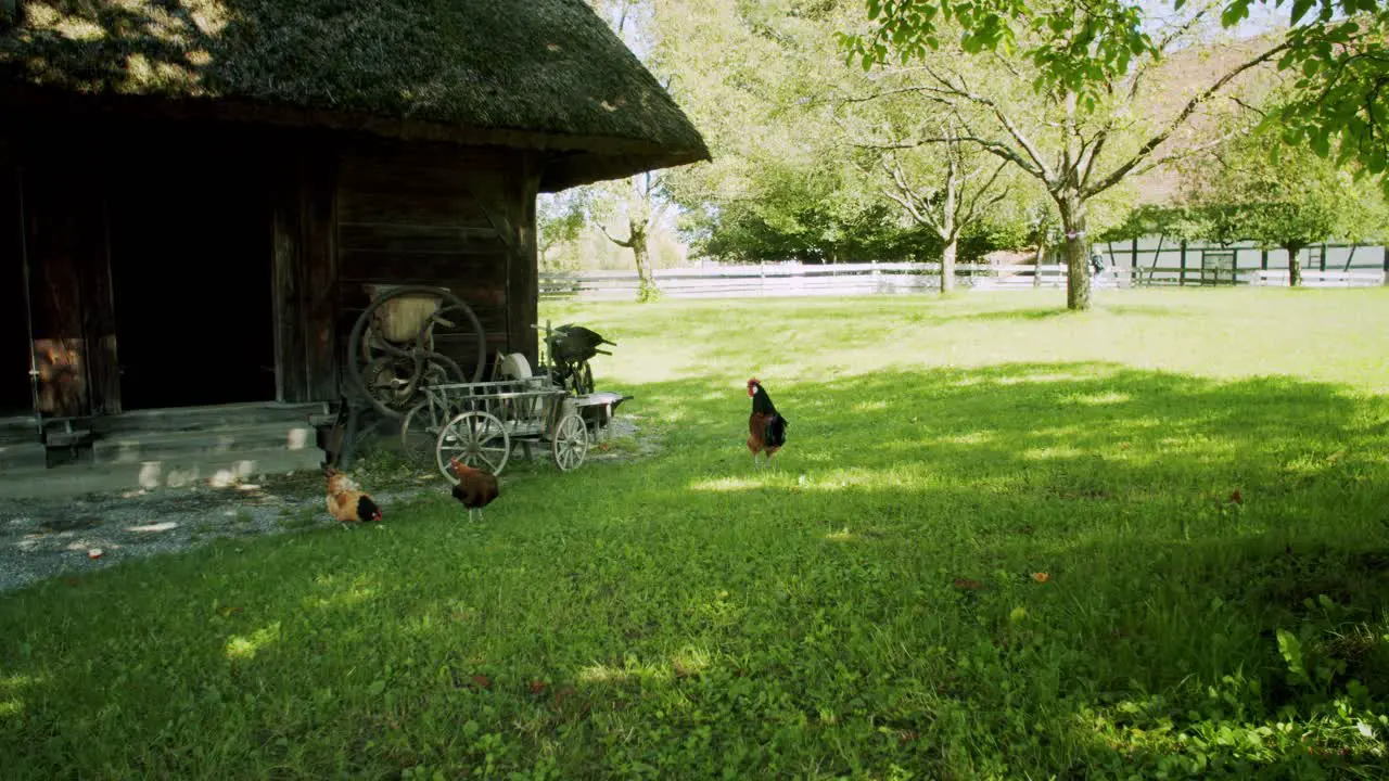 Two chickens and one rooster on a green meadow looking for food