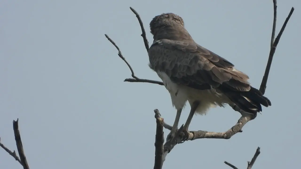 Eagle relaxing on tree hunt 