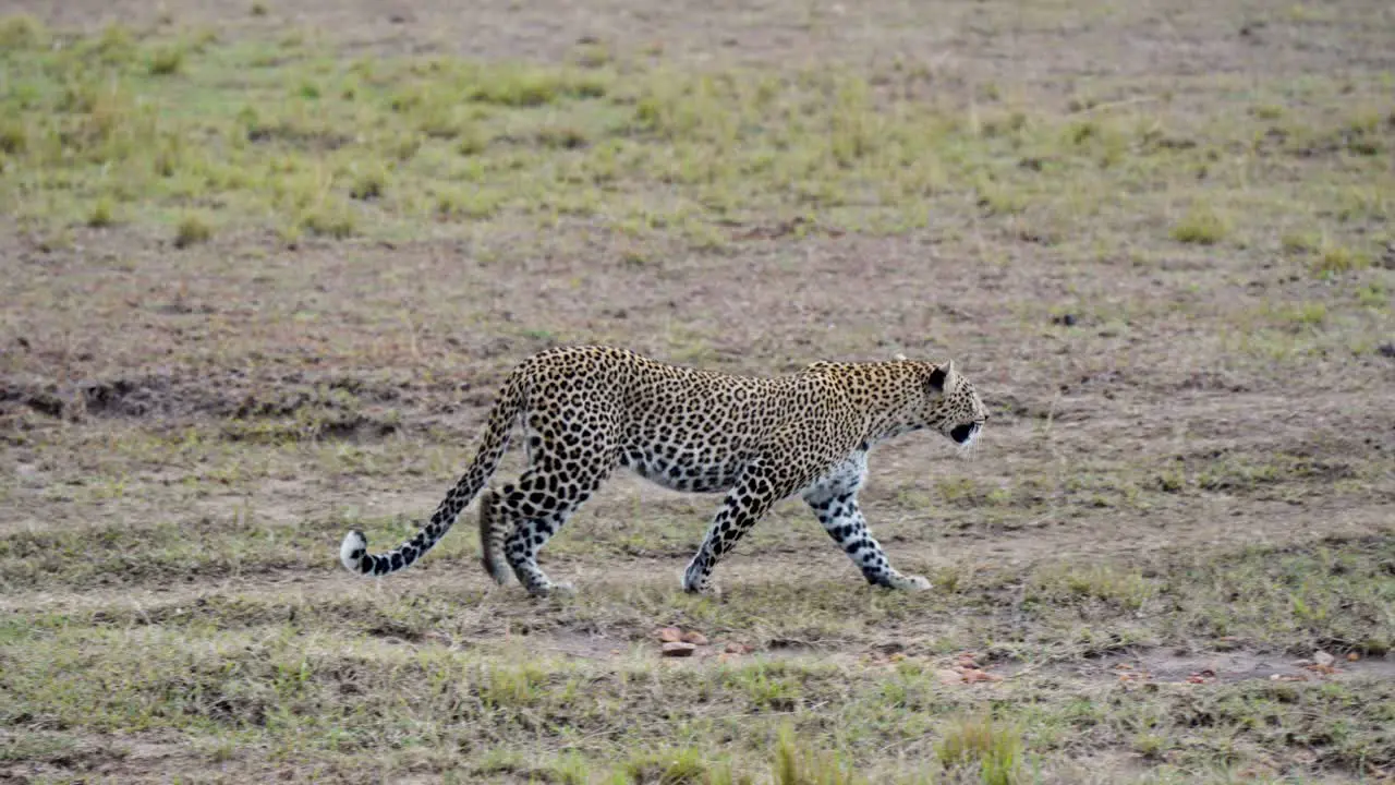 A Smooth Panoramic Shot Of A Leopard Walking Freely In The Wilderness On Dry Land