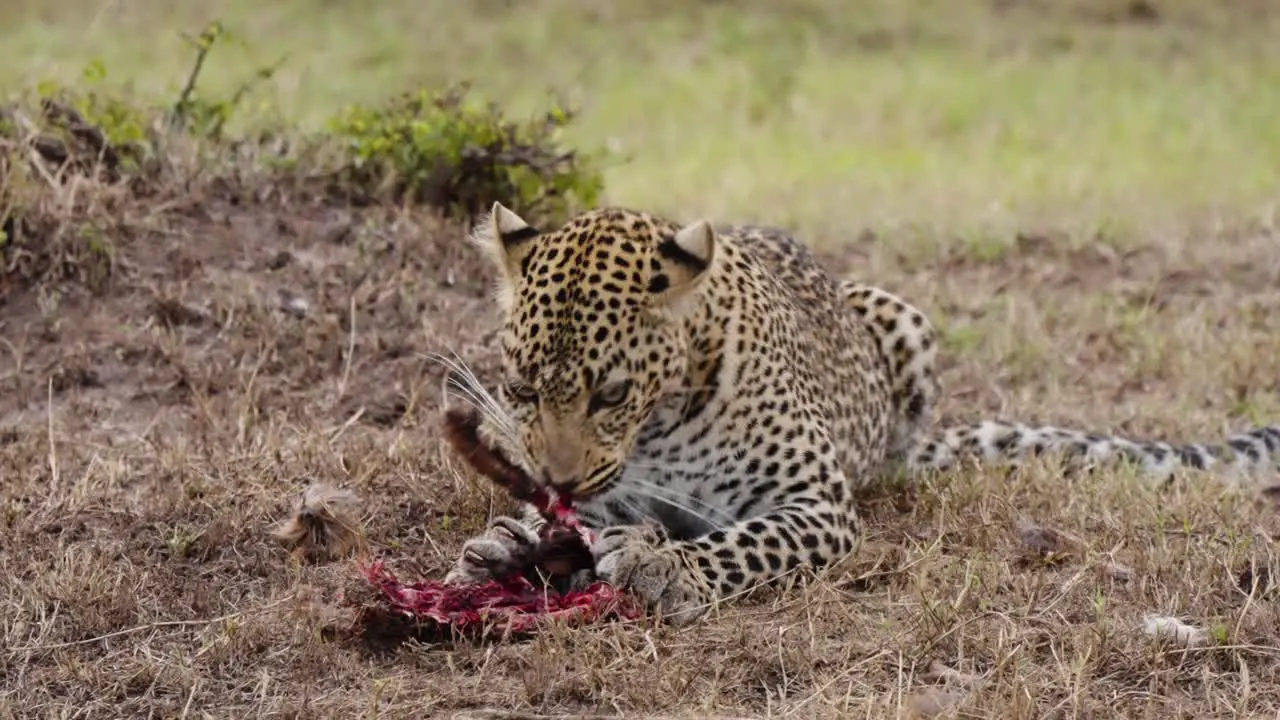 A Reveal Shot Of A Leopard In The Wild Consuming An Animal On A Dry Landscape