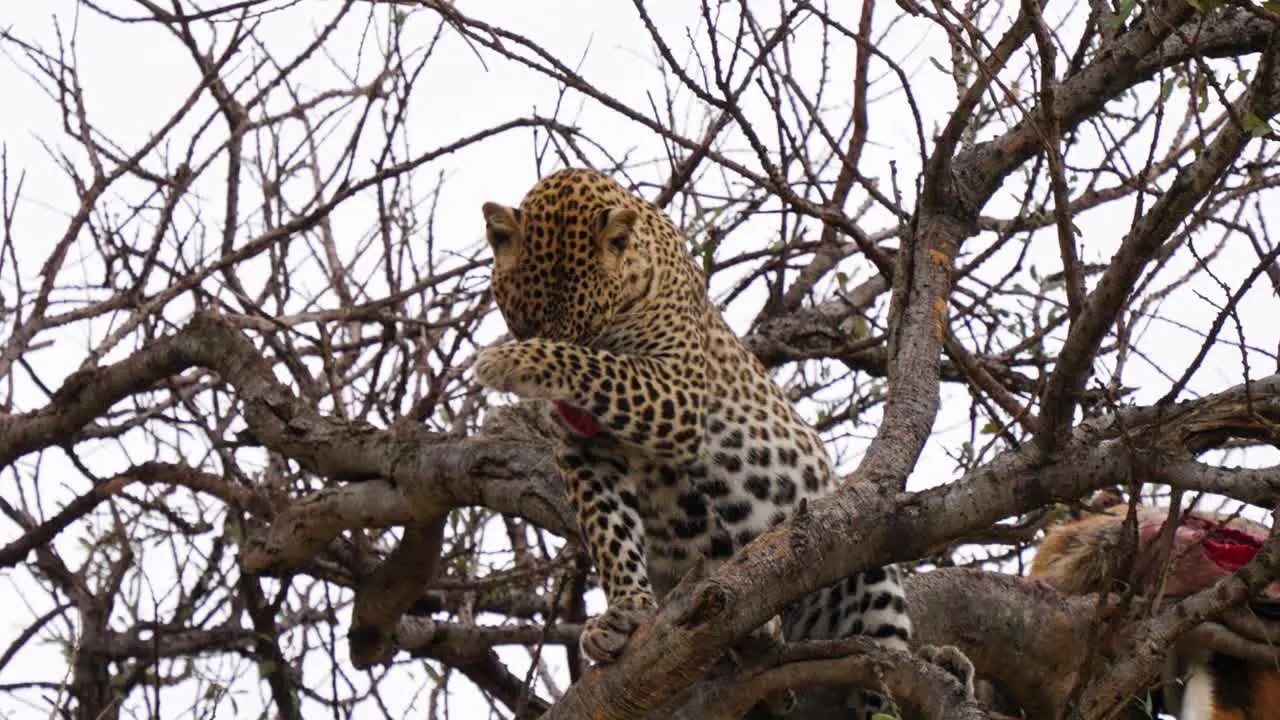 A Low Angle Shot Of A Leopard On A Tree Cleaning Itself After Eating A Wild Animal