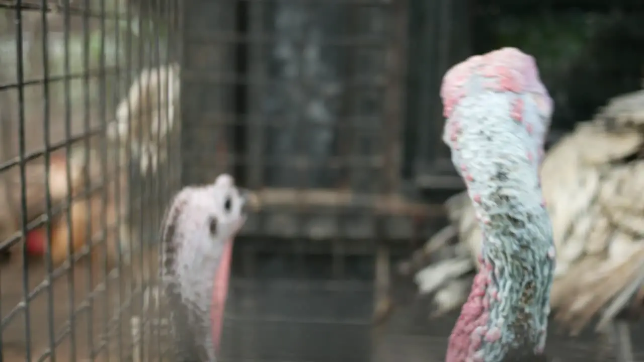 White turkeys in the dark room of the poultry farm