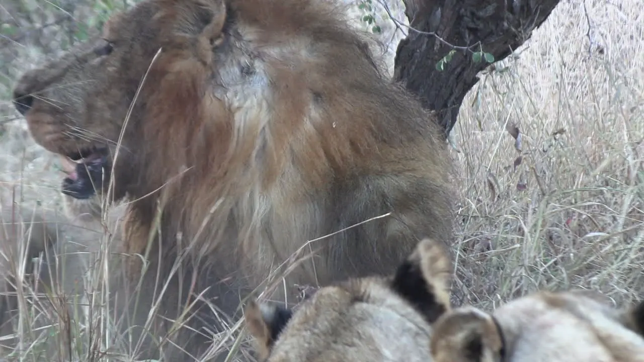 Rear view of lion aggressively eating and hitting meat carcass of dead prey animal