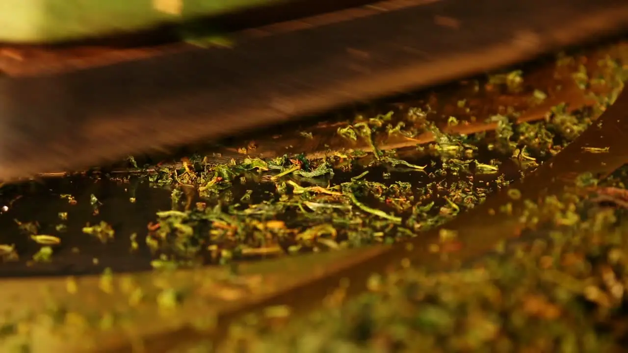 Tea Manufacture Rolling