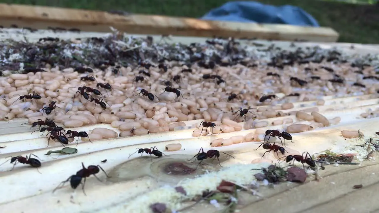 Ants search for their eggs and carry them safely