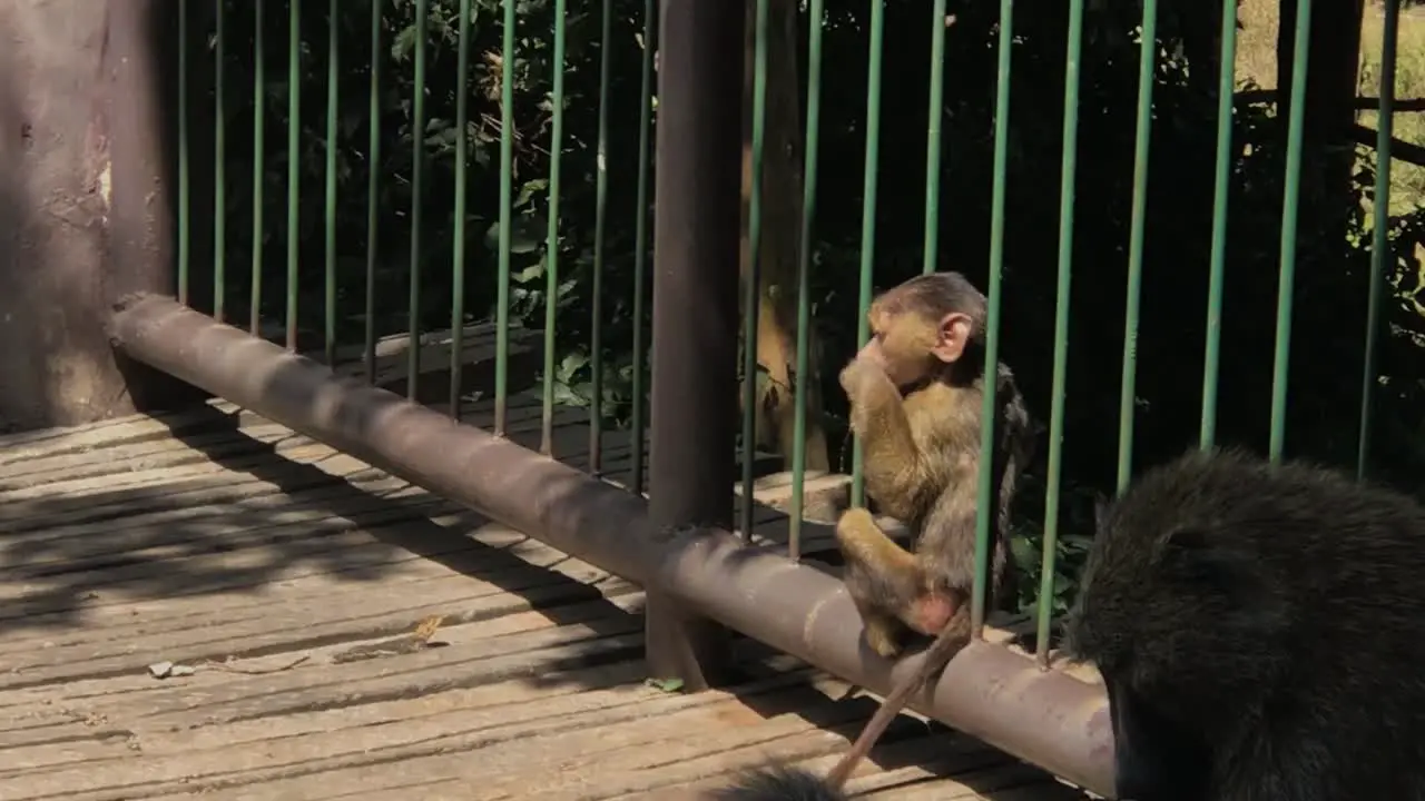 The little baby Monkey you must see