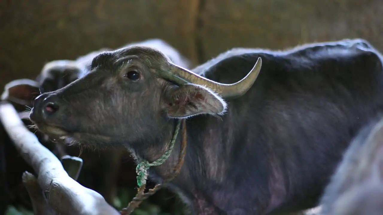 Brown cattle are tied in a barn