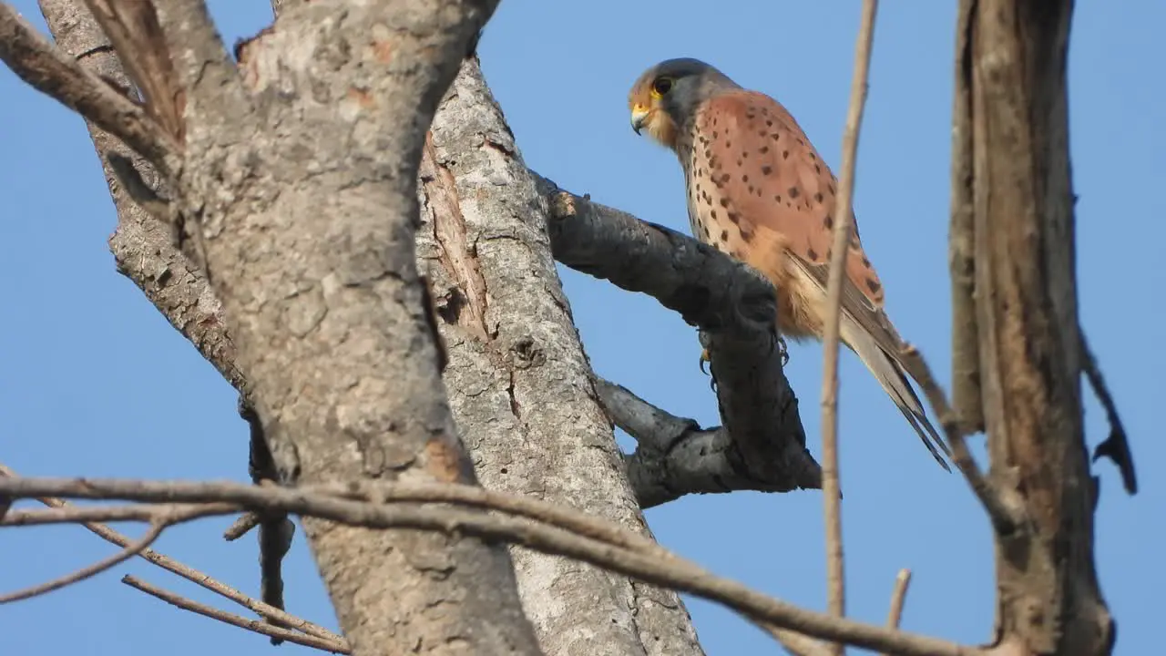 Eagle sitting on tree hunt