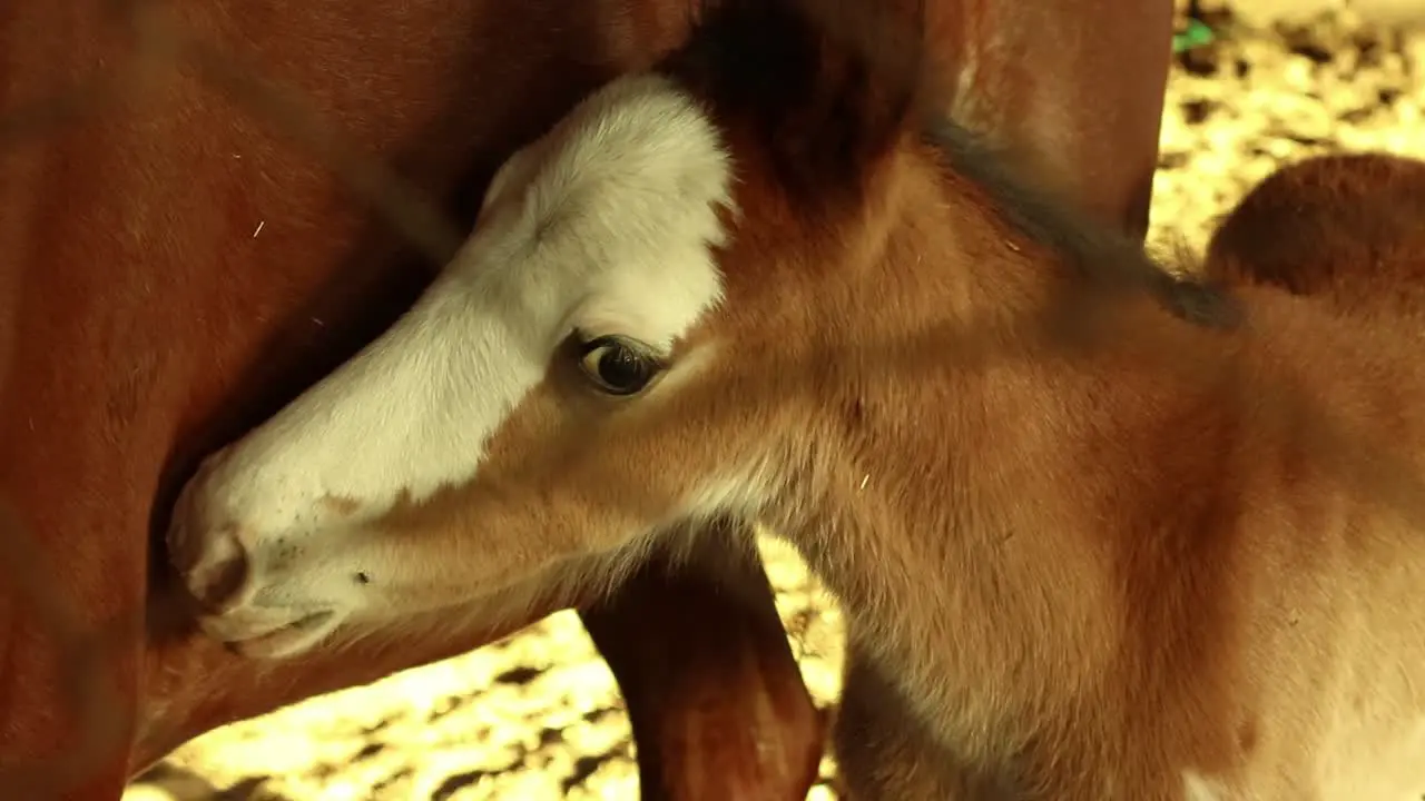 Baby horse foal getting scared and trying to stick to her mother