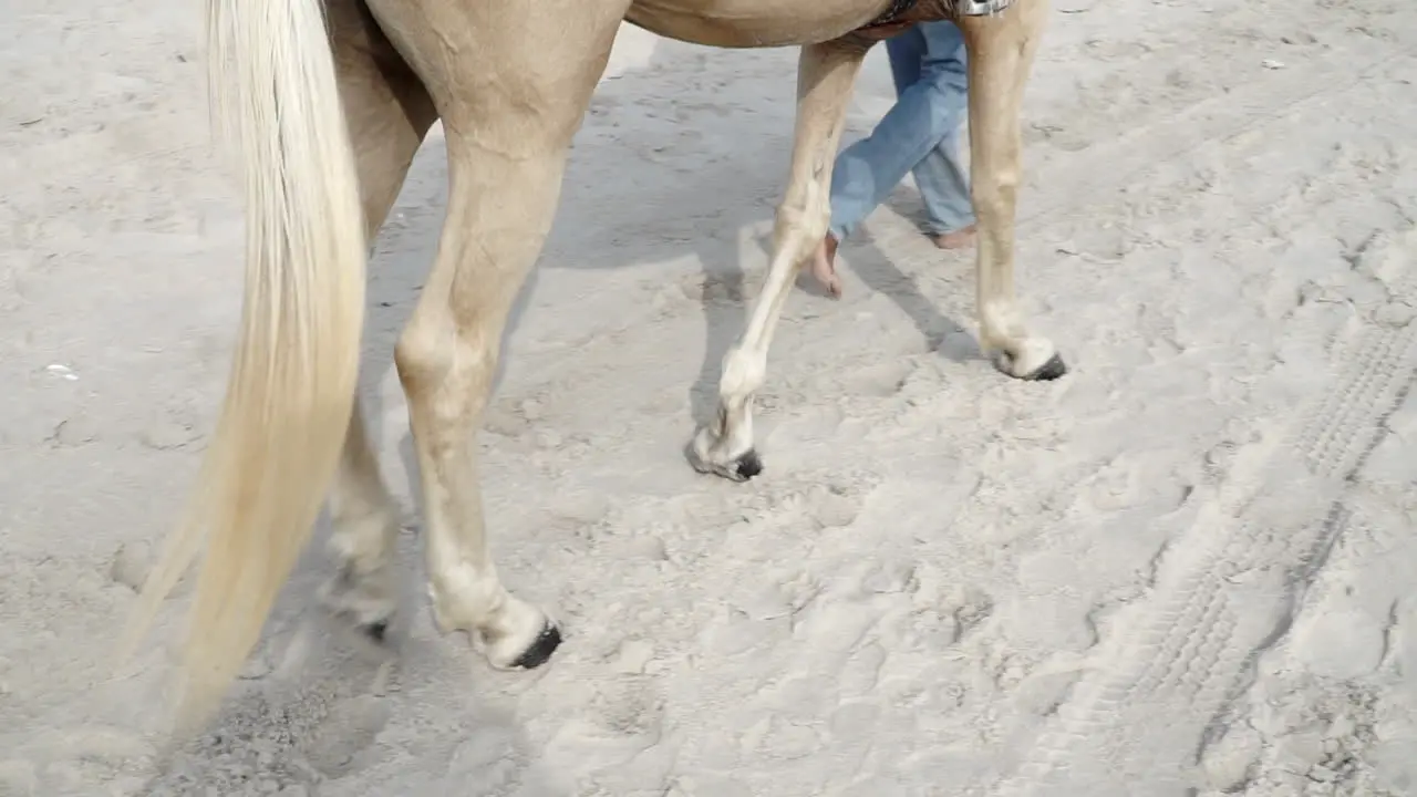 White and brown horse walking by its owner on a white sand beach leaving its footprints on the sand at a tourist destination landmark