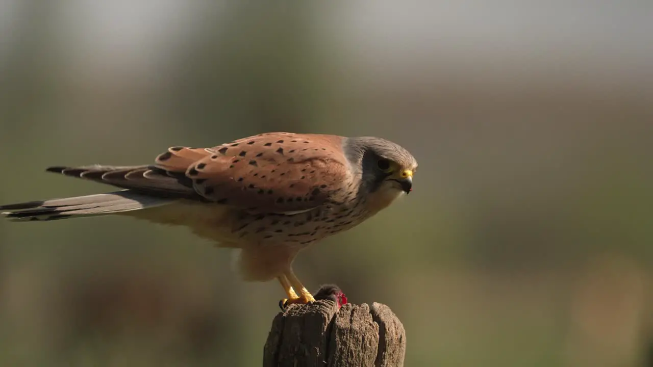 a Common Kestrel bird Falco tinnunculus devouring a freshly hunted mouse