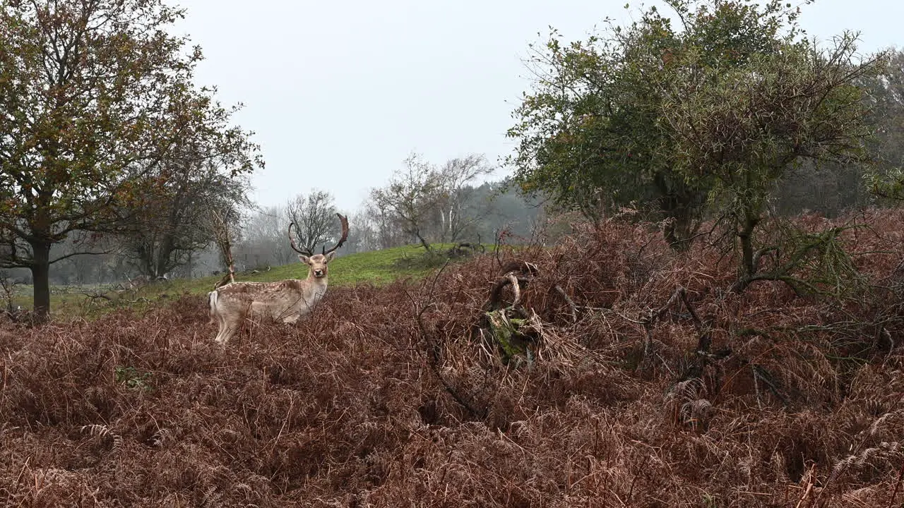 Spotted Deer or Chital stag looking at camera standing between dead ferns the Netherlands