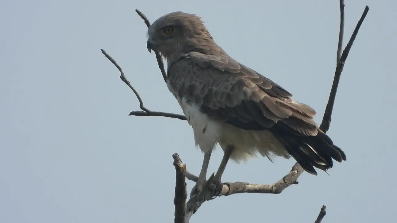 Eagle wings fathers 