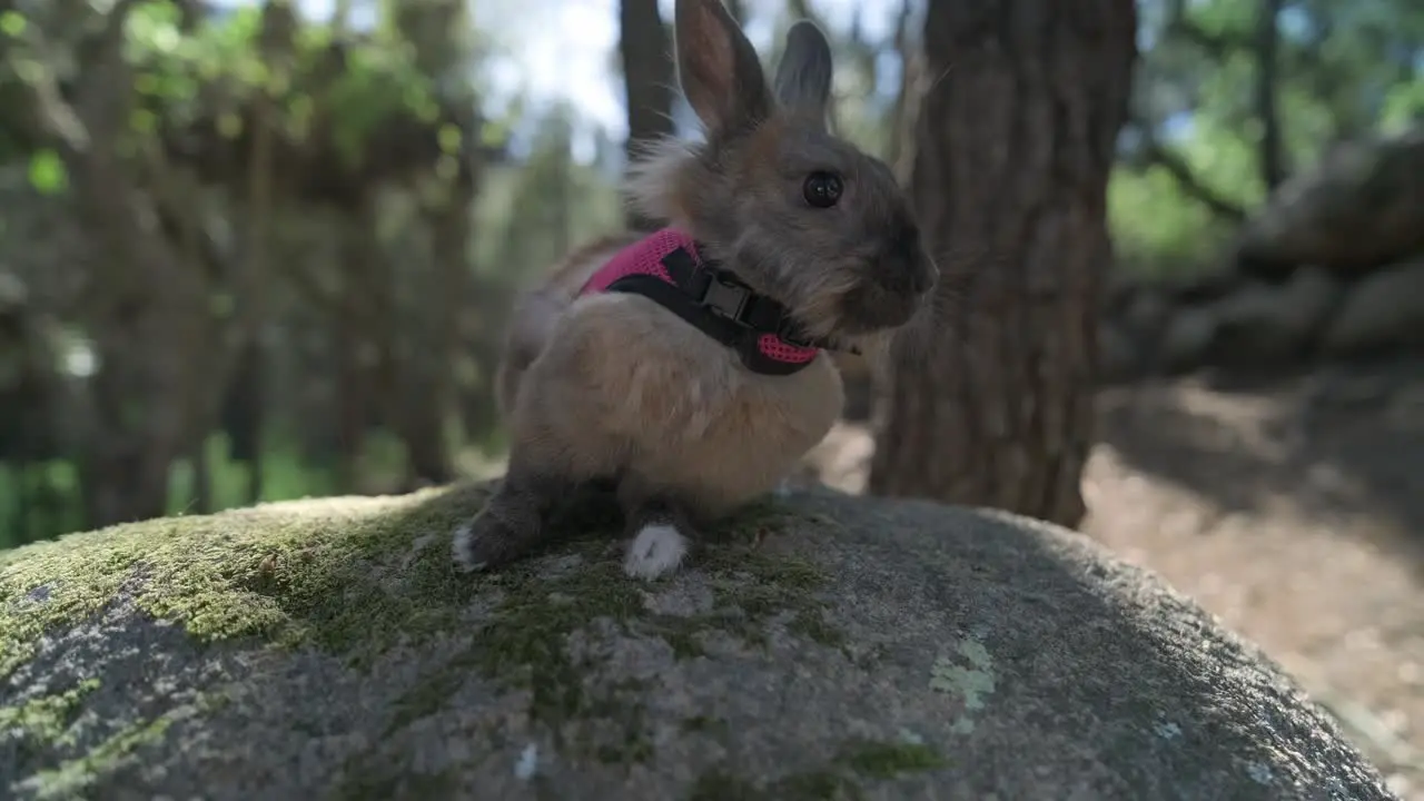 Standing on the stone domestic rabbit in forest