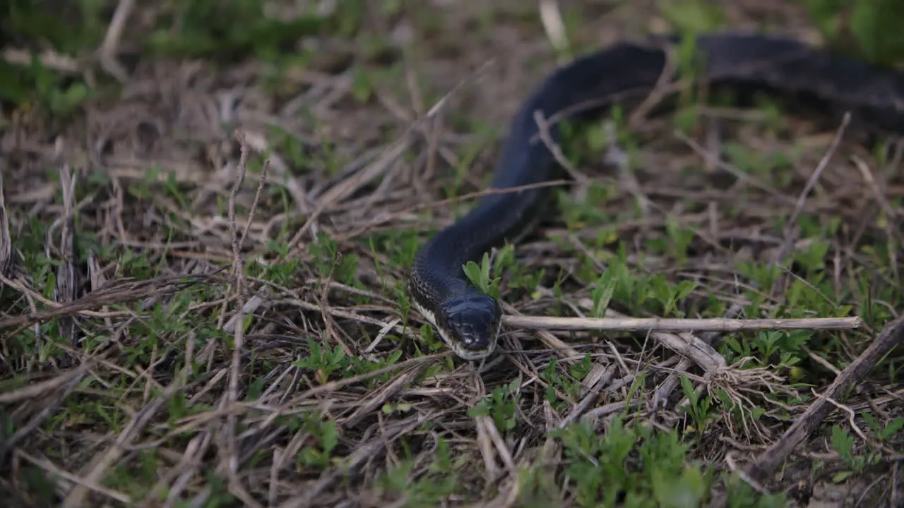 Black rat snake in the grass slow motion