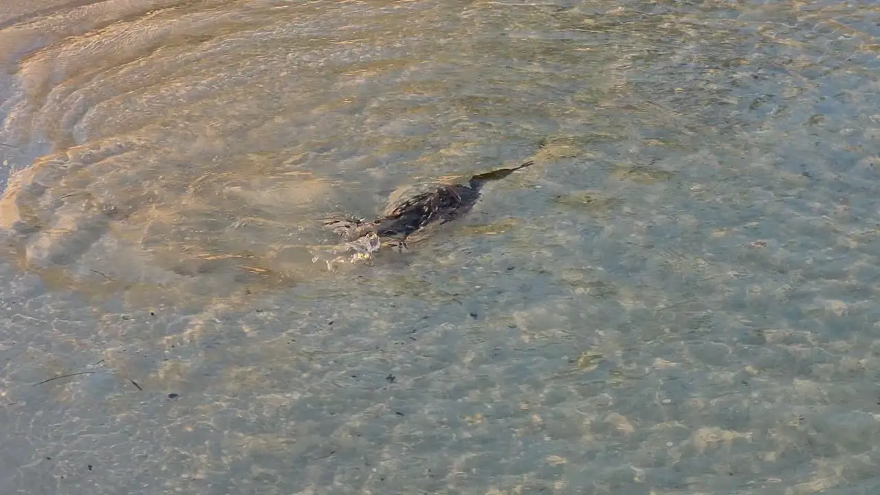 cormorant fishing on the seashore