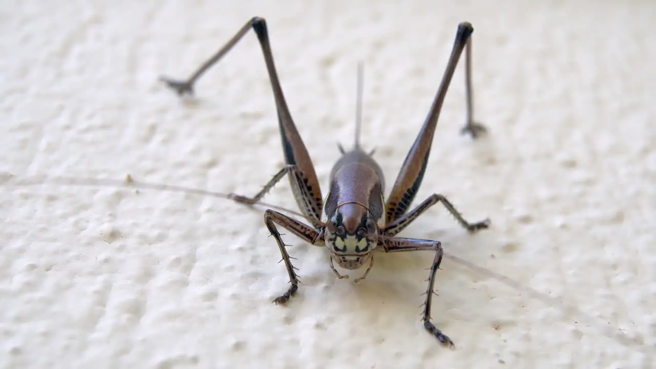 Close up of cricket on the white wall