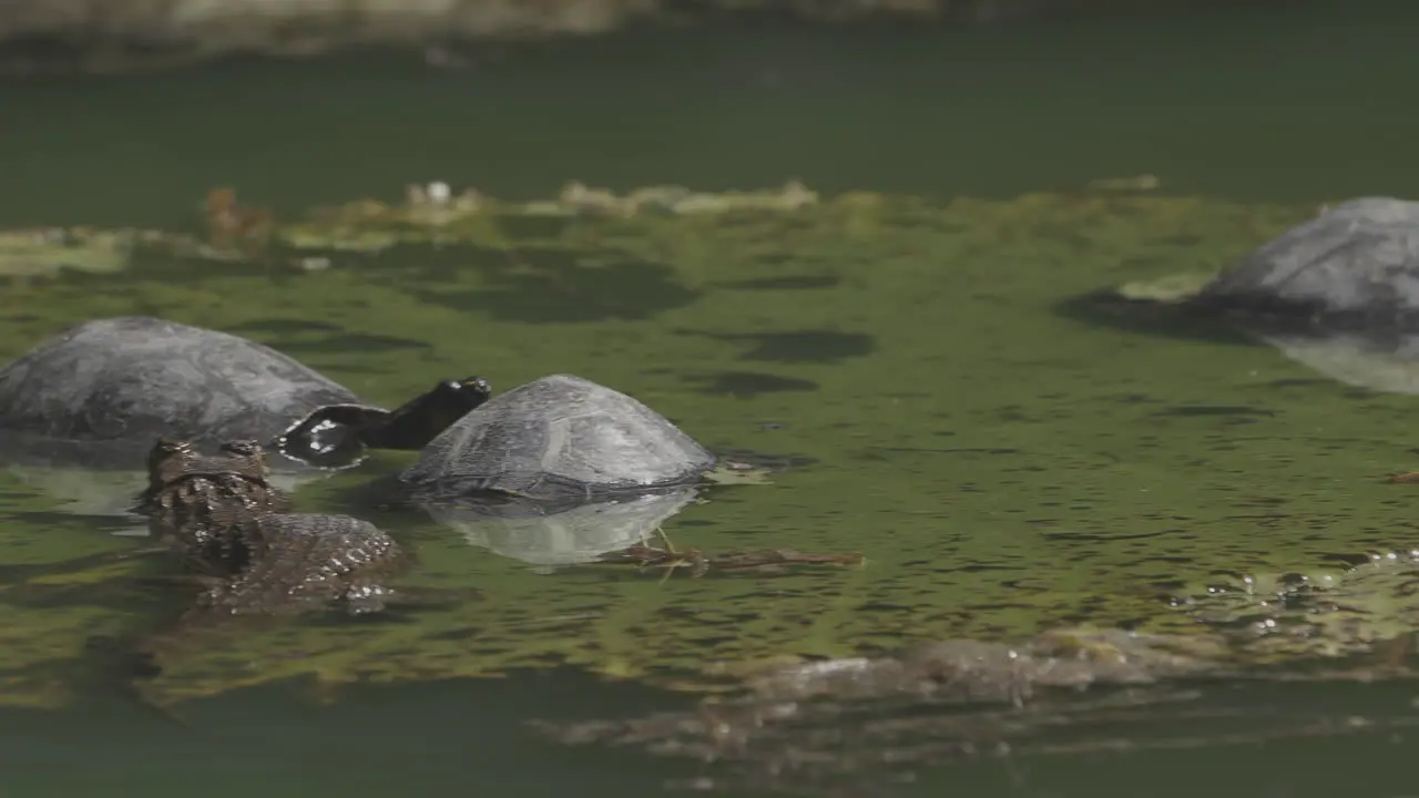 Alligator among turtles inside water